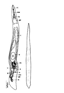 Limirhynchus danicus Limirhynchus danicus