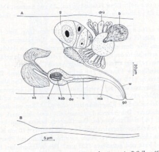 Limirhynchus danicus Limirhynchus danicus