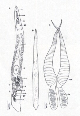 Limirhynchus danicus Limirhynchus danicus