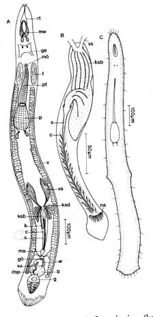 Neoschizorhynchus longipharyngeus Neoschizorhynchus longipharyngeus