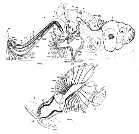 Neoschizorhynchus longipharyngeus Neoschizorhynchus longipharyngeus