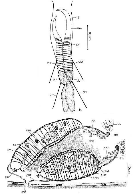 Neoschizorhynchus parvorostro