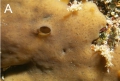 Porifera (sponges)