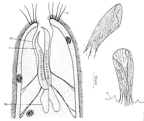 Neoschizorhynchus parvorostro Neoschizorhynchus parvorostro