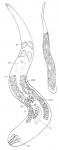 Neoschizorhynchus parvorostro