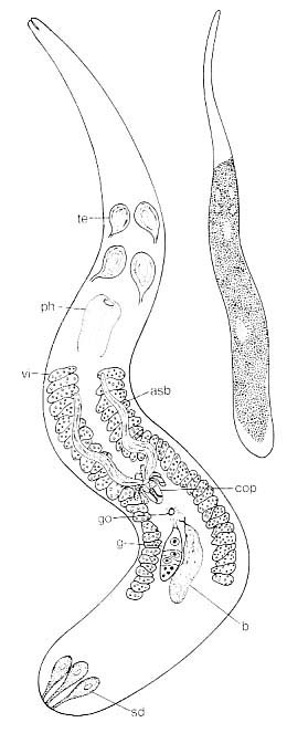 Neoschizorhynchus parvorostro Neoschizorhynchus parvorostro