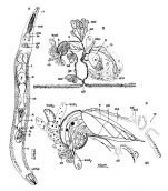 Paraschizorhynchoides glandulis