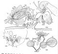 Proschizorhynchella bivaginata