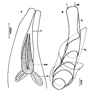 Proschizorhynchella bivaginata Proschizorhynchella bivaginata