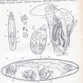 Platyhelminthes (flatworms)