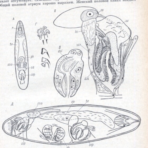 Proschizorhynchus anophtalmus