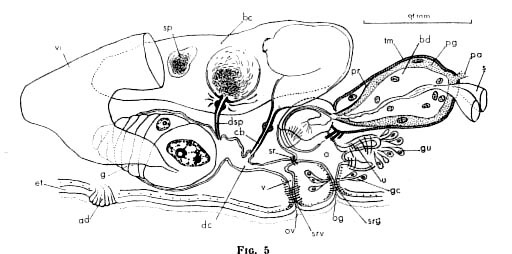 Proschizorhynchus pectinatus Proschizorhynchus pectinatus