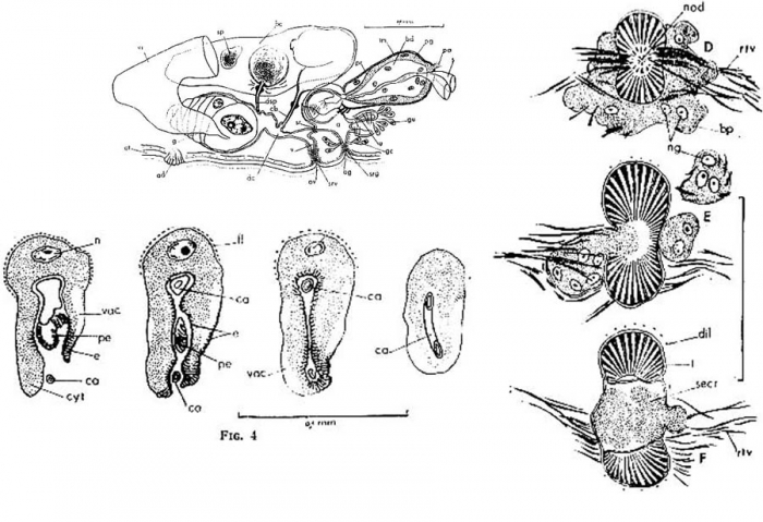 Proschizorhynchus pectinatus Proschizorhynchus pectinatus