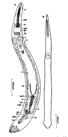 Proschizorhynchus triductibus Proschizorhynchus triductibus