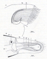 Platyhelminthes (flatworms)