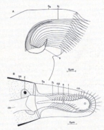 Proschizorhynchus triductibus