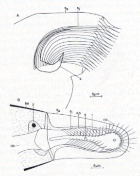 Proschizorhynchus triductibus Proschizorhynchus triductibus
