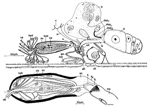 Proschizorhynchus triductibus Proschizorhynchus triductibus