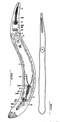 Proschizorhynchus triductibus Proschizorhynchus triductibus