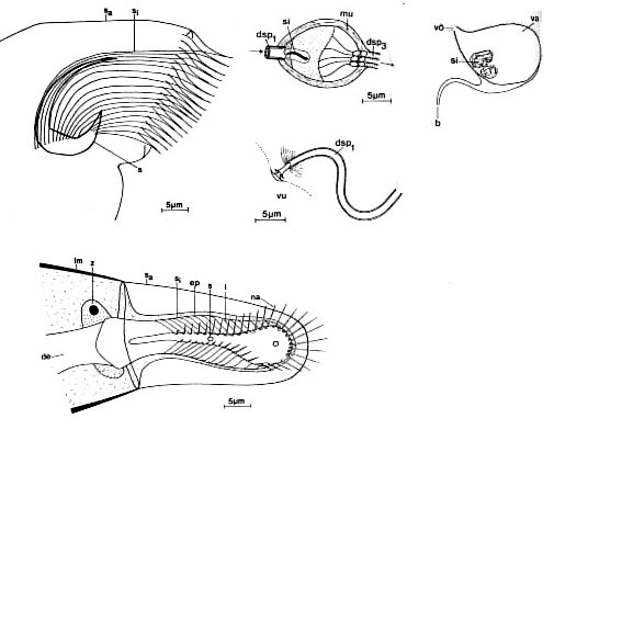 Proschizorhynchus triductibus Proschizorhynchus triductibus