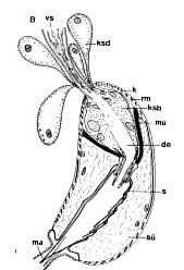 Pseudoschizorhynchoides ruber Pseudoschizorhynchoides ruber
