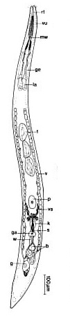 Pseudoschizorhynchoides ruber