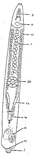 Schizochilus choriurus