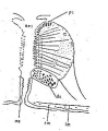 Platyhelminthes (flatworms)