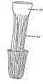 Platyhelminthes (flatworms)