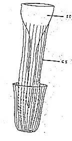 Schizochilus choriurus