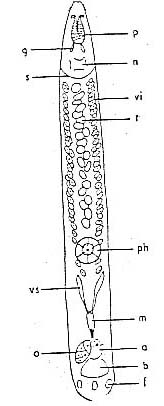 Schizochilus marcusi