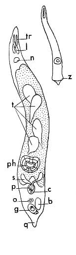 Schizorhynchoides aculeatus Schizorhynchoides aculeatus