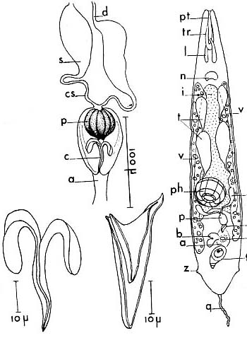 Schizorhynchoides aculeatus Schizorhynchoides aculeatus