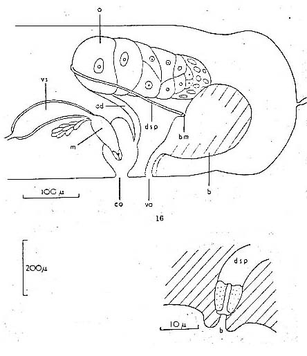 Schizorhynchoides coronostylus Schizorhynchoides coronostylus