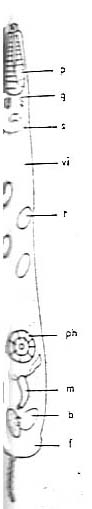 Schizorhynchoides coronostylus Schizorhynchoides coronostylus