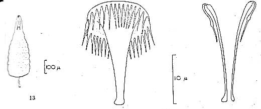 Schizorhynchoides coronostylus