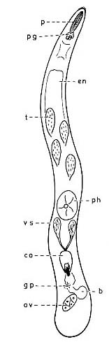 Schizorhynchoides karlingi Schizorhynchoides karlingi