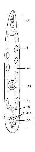 Schizorhynchoides spirostylus