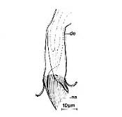 Thylacorhynchus ambronensis