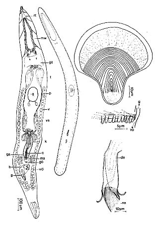 Thylacorhynchus ambronensis Thylacorhynchus ambronensis