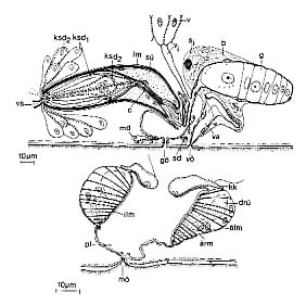Thylacorhynchus ambronensis Thylacorhynchus ambronensis