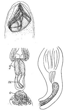 Thylacorhynchus arcassonensis Thylacorhynchus arcassonensis