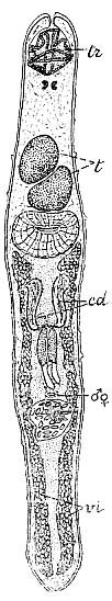 Thylacorhynchus arcassonensis Thylacorhynchus arcassonensis