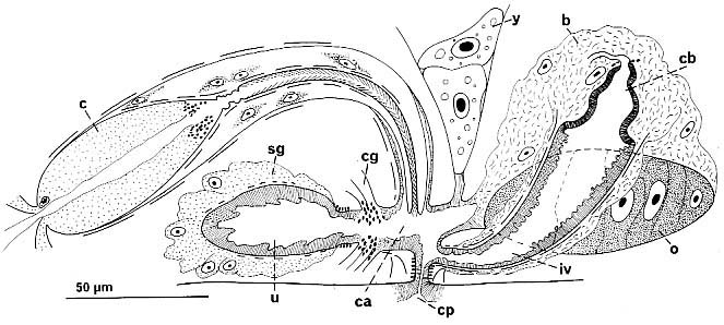 Thylacorhynchus caudatus Thylacorhynchus caudatus