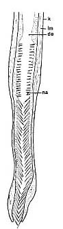 Thylacorhynchus caudatus