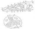 Platyhelminthes (flatworms)