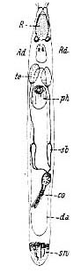 Thylacorhynchus conglobatus Thylacorhynchus conglobatus