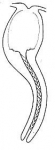 Thylacorhynchus conglobatus