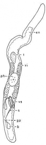 Ciliopharyngiella constricta