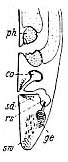 Adenorhynchus balticus Adenorhynchus balticus